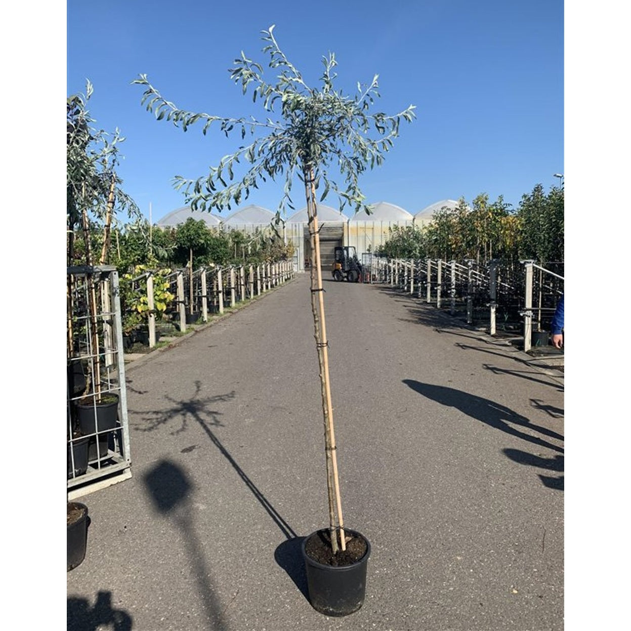 Smalbladigt päron – Pyrus salicifolia 'Pendula' - C15 8/10 180 CM Stem